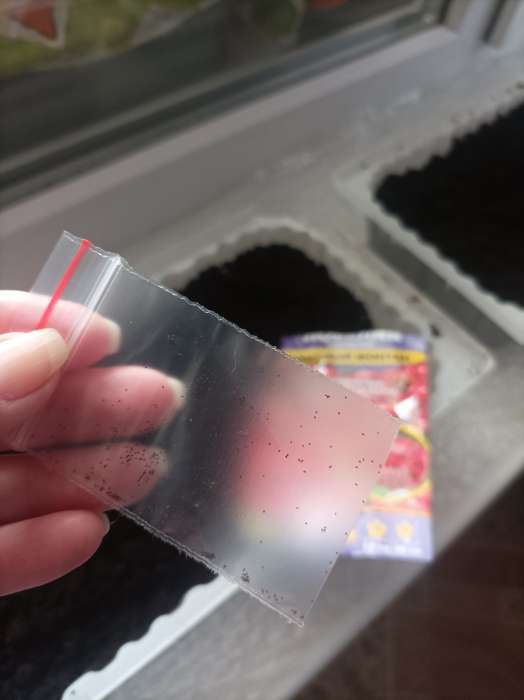 Фотография покупателя товара Семена цветов Лобелия "Хрустальный дворец", ц/п,  0,01 г - Фото 2