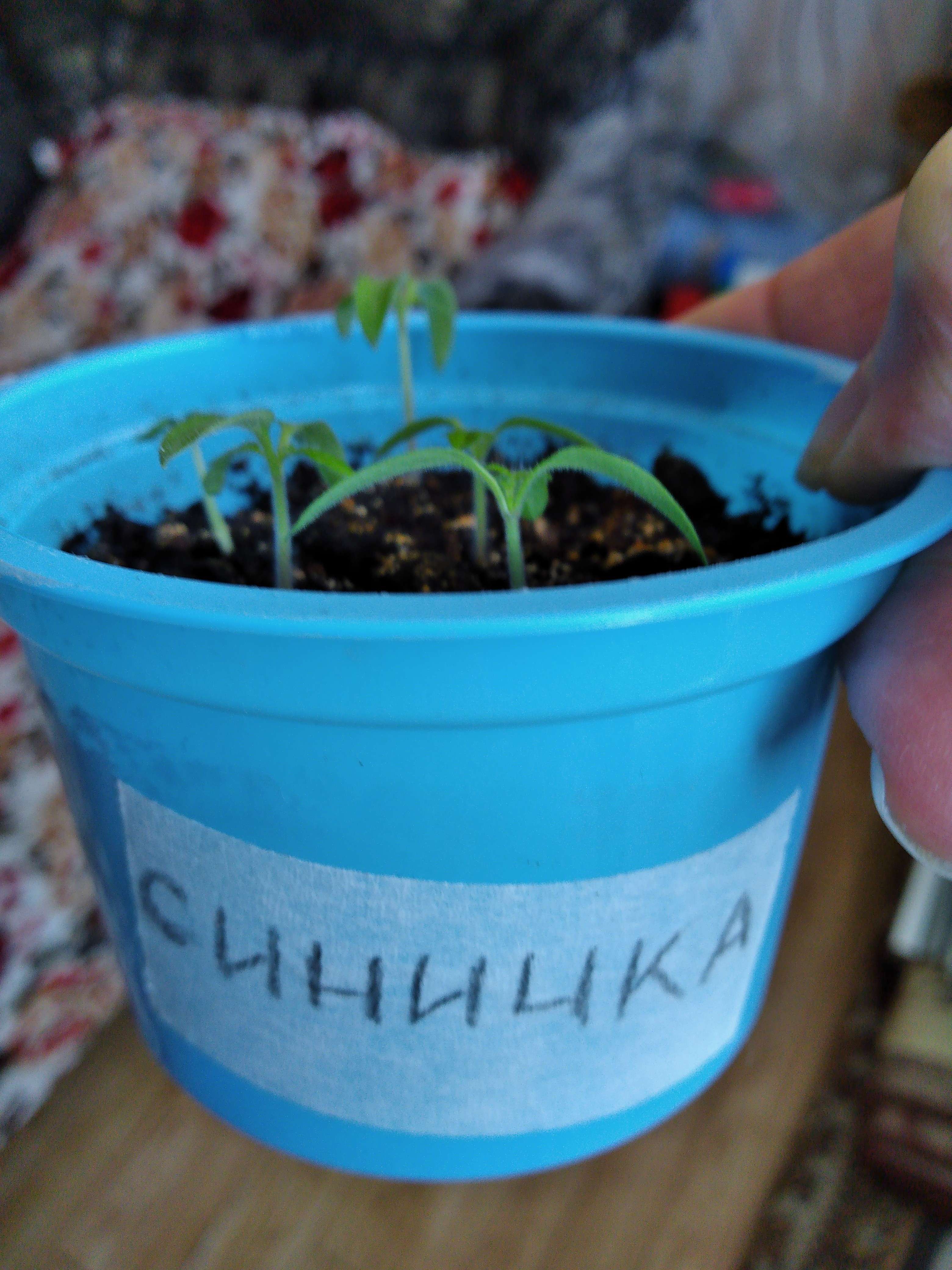 Фотография покупателя товара Семена Томат "Синичка", очень ранний, детерминантный,низкорослый, 0,05 г - Фото 24