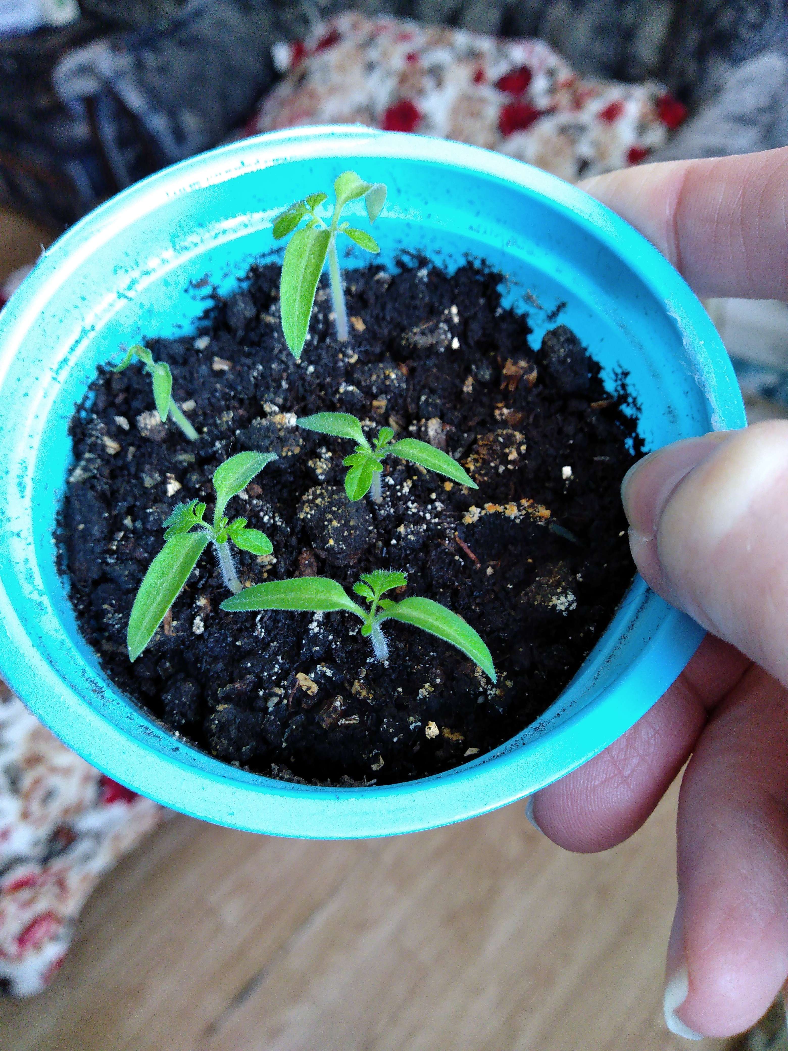 Фотография покупателя товара Семена Томат "Синичка", очень ранний, детерминантный,низкорослый, 0,05 г - Фото 25