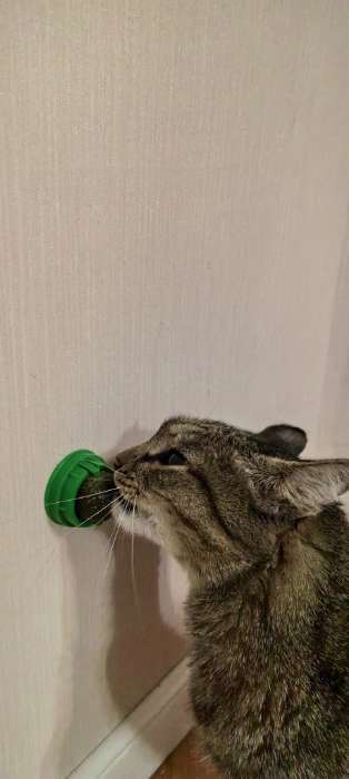 Фотография покупателя товара Игрушка для кошек из кошачьей мяты «Кот», 4.5×4.8×4.8 см, на основании, зелёный - Фото 1