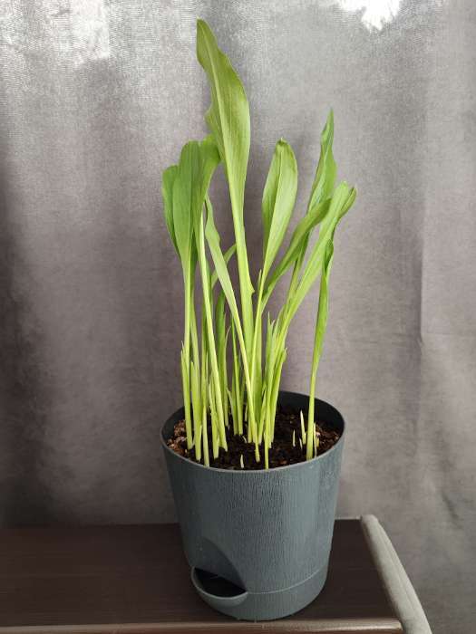 Фотография покупателя товара Калла «Смесь», клубнелуковица в пакете с перфорацией, р-р 10/12, 5 шт. - Фото 1