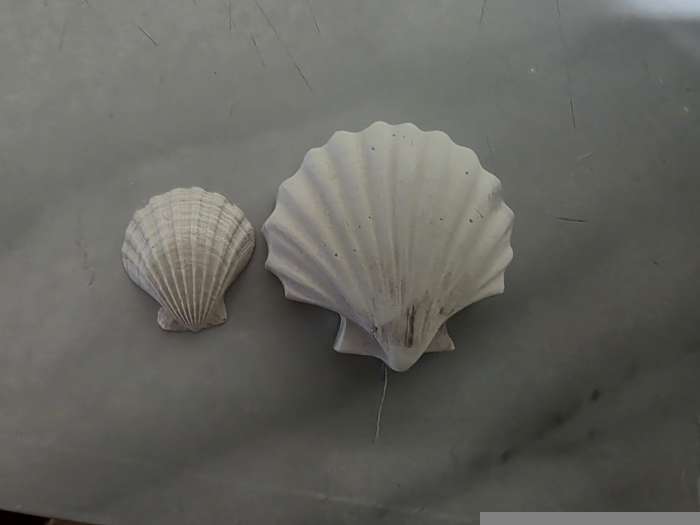 Фотография покупателя товара Молд для заливки 3D «Ракушка», силикон, 8.5×6×4.1 см, розовый - Фото 1