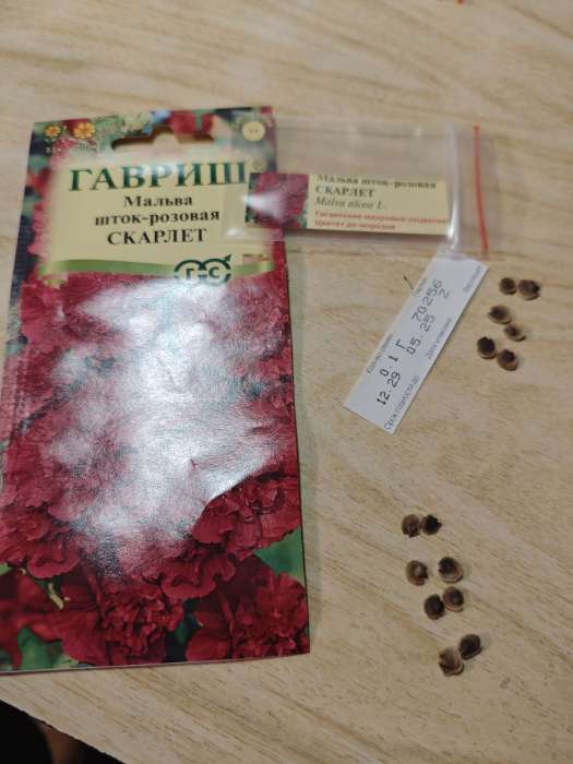 Фотография покупателя товара Семена цветов Мальва "Скарлет", ц/п,  0,1 г - Фото 3