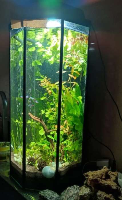 Фотография покупателя товара Аквариум «Восьмигранный» с крышкой, 50 л, 33×33×60/67 см, венге - Фото 3