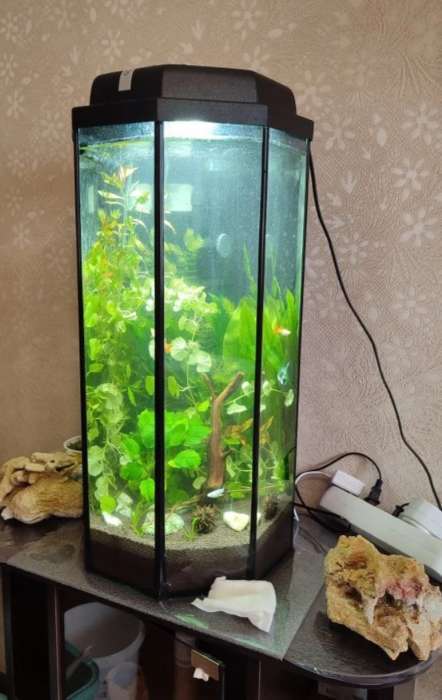 Фотография покупателя товара Аквариум «Восьмигранный» с крышкой, 50 л, 33×33×60/67 см, венге - Фото 1