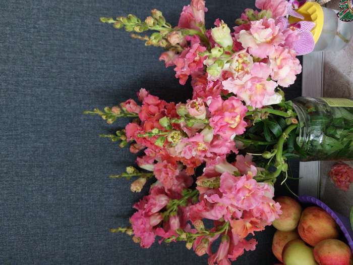 Фотография покупателя товара Семена цветов Львиный Зев Мадам Баттерфляй Три Цвета Бронзы (Madame Butterfly Bronze, White Bronze, - Фото 4