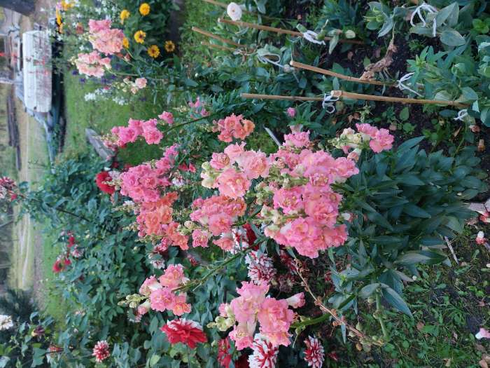 Фотография покупателя товара Семена цветов Львиный Зев Мадам Баттерфляй Три Цвета Бронзы (Madame Butterfly Bronze, White Bronze, - Фото 3