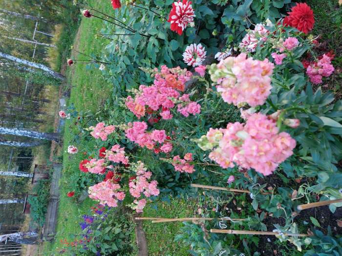 Фотография покупателя товара Семена цветов Львиный Зев Мадам Баттерфляй Три Цвета Бронзы (Madame Butterfly Bronze, White Bronze, - Фото 1