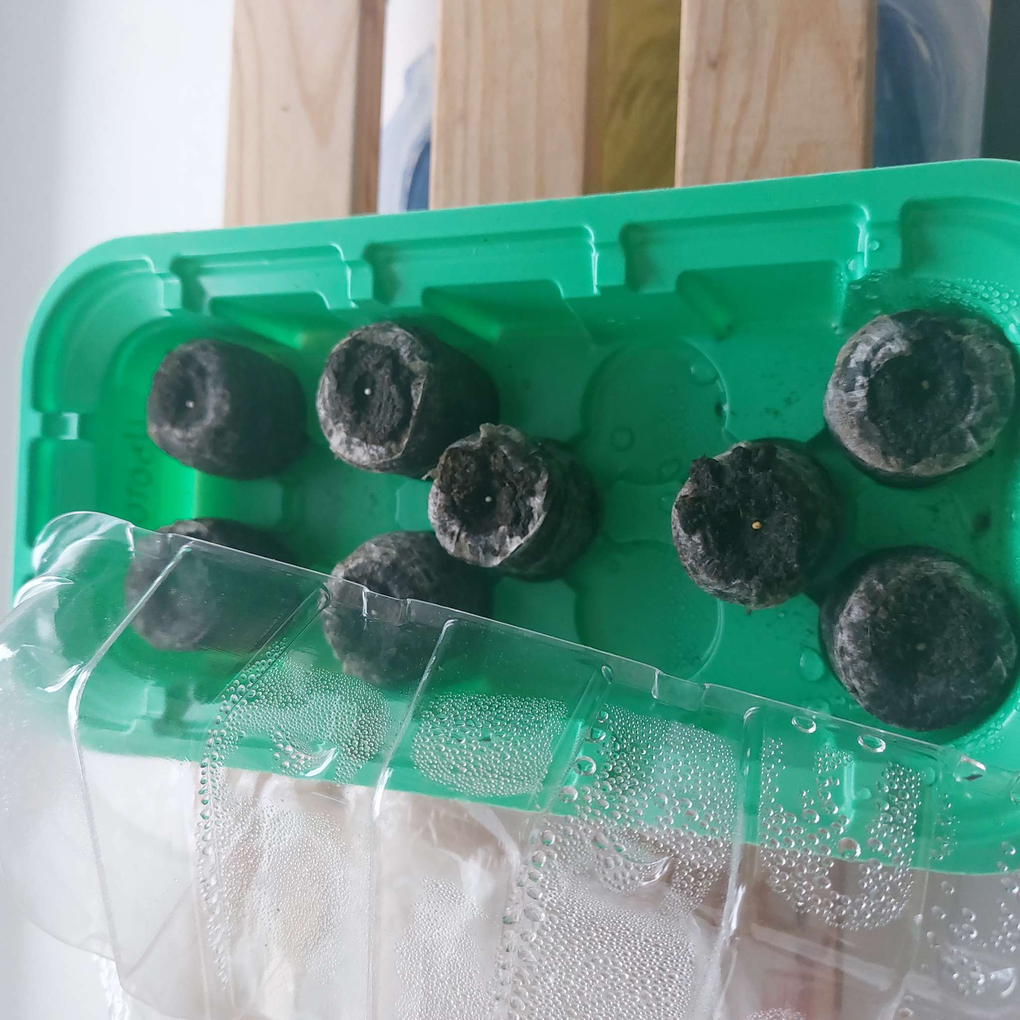 Фотография покупателя товара Мини - парник для рассады, 24×12×11 см, 11 ячеек под таблетки для рассады d=3 см, пластик, Greengo - Фото 1