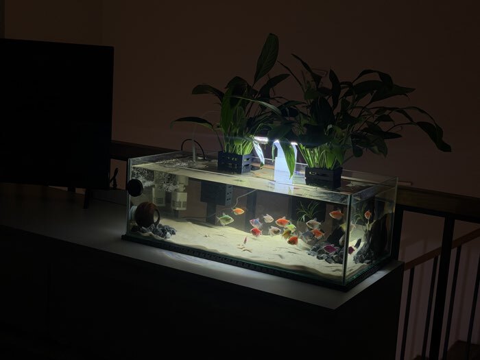 Фотография покупателя товара Аквариум Прямоугольный «Акваскейп» прозрачный шов, 36 л, 60×30×20 см - Фото 1