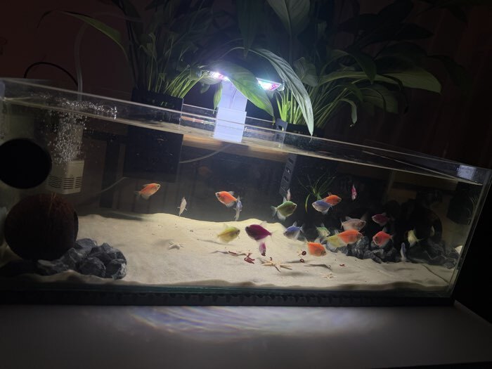 Фотография покупателя товара Аквариум Прямоугольный «Акваскейп» прозрачный шов, 36 л, 60×30×20 см - Фото 2