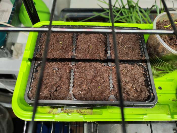 Фотография покупателя товара Семена цветов Эустома «Супер Мэджик», F1, смесь, 8 шт., DARIT, «Агроуспех» - Фото 1