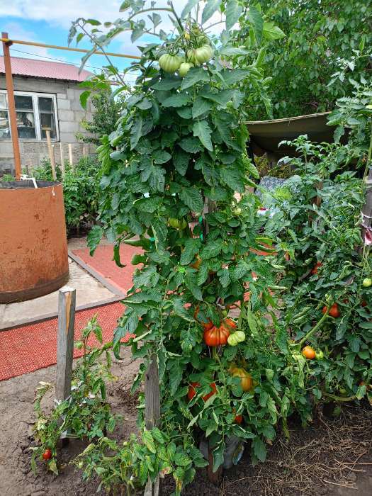 Фотография покупателя товара Семена Томат «Сто пудов», индетерминантный, высокорослый, 20 шт., «Аэлита» - Фото 1