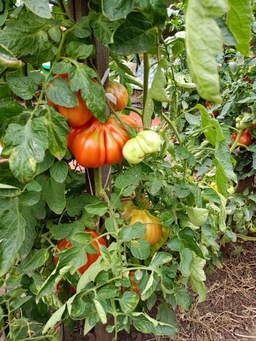 Фотография покупателя товара Семена Томат «Сто пудов», индетерминантный, высокорослый, 20 шт., «Аэлита» - Фото 2