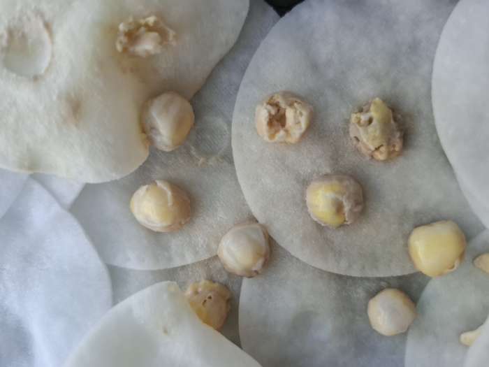 Фотография покупателя товара Семена Горох овощной сахарный «Оконный малыш», 10 шт., «Аэлита» - Фото 1