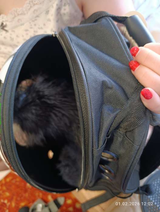 Фотография покупателя товара Рюкзак для переноски кошек и собак «Ромашка», 32×26×44 см, с окном - Фото 1