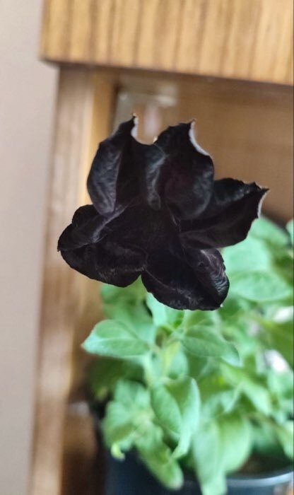 Фотография покупателя товара Семена цветов Петуния Софистика черная F1 крупноцветковая, 4 шт., - Фото 1