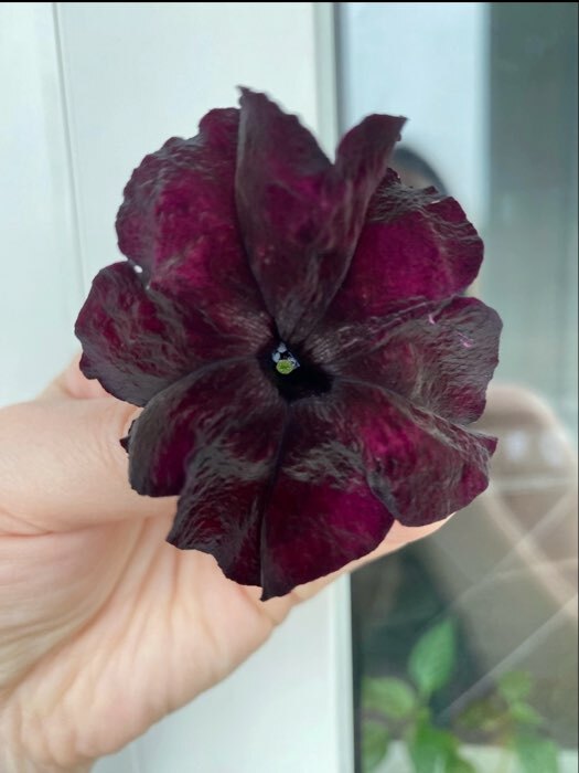 Фотография покупателя товара Семена цветов Петуния Софистика черная F1 крупноцветковая, 4 шт., - Фото 2