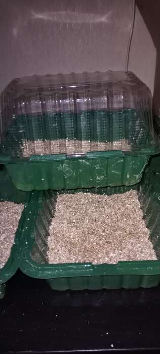 Фотография покупателя товара Мини - парник для рассады, 21×16×12, без вставок, пластик, Greengo - Фото 1