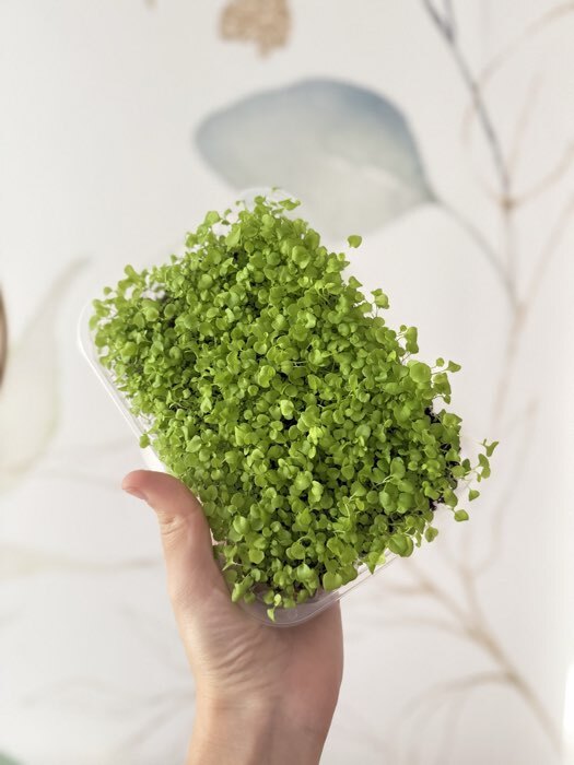 Фотография покупателя товара Семена цветов Лобелия «Сапфир» ампельная, однолетник, 0.05 г, «Аэлита» - Фото 3