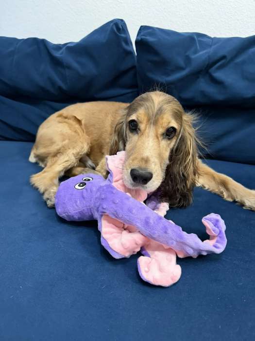 Фотография покупателя товара Мягкая игрушка для собак «Осьминог», 45 см, с пищалкой, шуршащая, фиолетовая - Фото 1