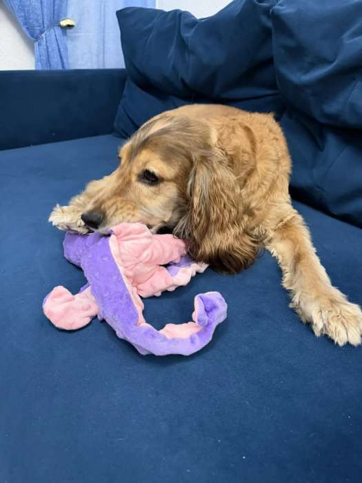 Фотография покупателя товара Мягкая игрушка для собак «Осьминог», 45 см, с пищалкой, шуршащая, фиолетовая - Фото 2