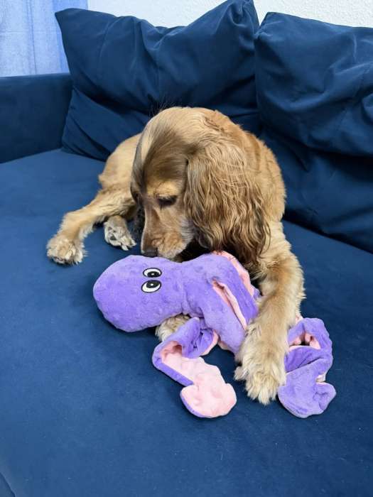 Фотография покупателя товара Мягкая игрушка для собак «Осьминог», 45 см, с пищалкой, шуршащая, фиолетовая - Фото 3