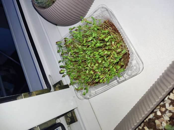 Фотография покупателя товара Семена Микрозелень «Лен ореховый аромат», 5 г, «Аэлита» - Фото 1