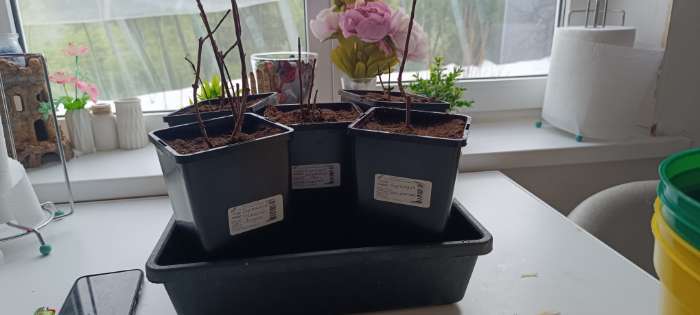 Фотография покупателя товара Горшок для рассады, 5 л, 18.5×18.5×20 см, пластик, МИКС, Greengo - Фото 1