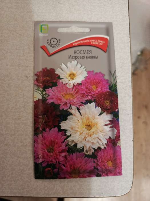 Фотография покупателя товара Семена цветов Космея "Махровая кнопка", бордовая, 0,1гр - Фото 3