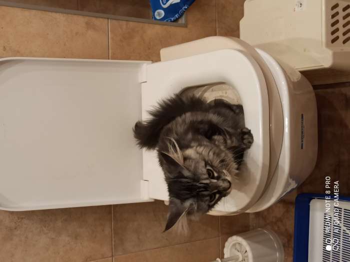 Фотография покупателя товара Туалет для приучения кошек к унитазу 39,2 х 38,7 х 3 см, бежевый