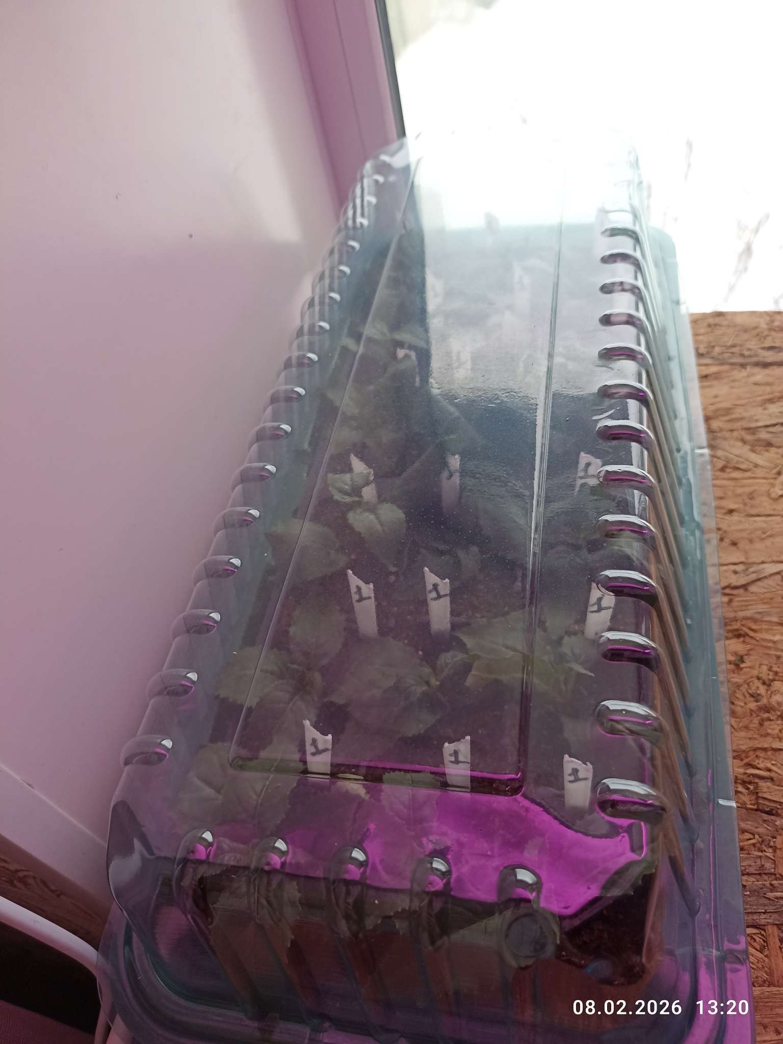 Фотография покупателя товара Мини-парник для рассады, 37×16×13 см, 2 вставки, 18 ячеек, пластик, Greengo - Фото 2