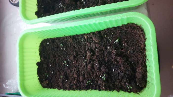 Фотография покупателя товара Семена Базилик «Зелёный ароматный», 0.3 г, «Семена Алтая» - Фото 1