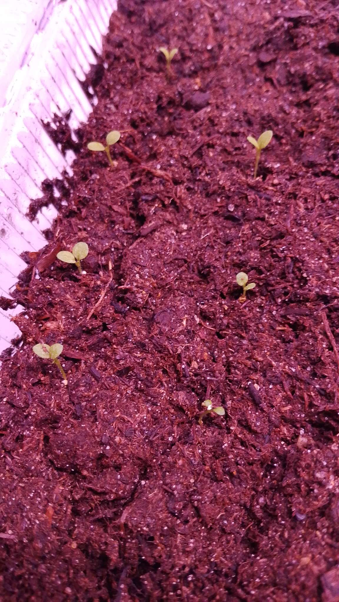 Фотография покупателя товара Семена цветов Петуния "Изи Вейв Лав Скай Блю", F1, 5 шт - Фото 1