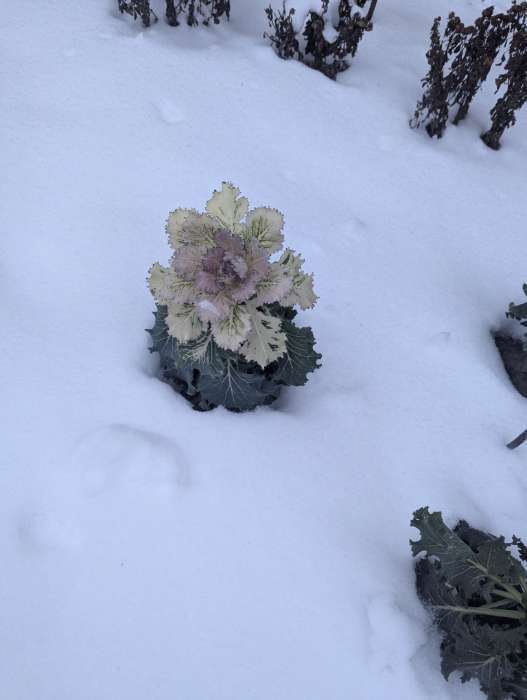 Фотография покупателя товара Семена цветов Капуста декоративная "Русский круг", ц/п, О, 0,05 г - Фото 1