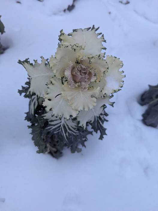 Фотография покупателя товара Семена цветов Капуста декоративная "Русский круг", ц/п, О, 0,05 г - Фото 2