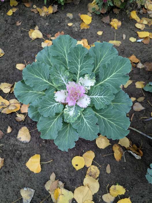 Фотография покупателя товара Семена цветов Капуста декоративная "Русский круг", ц/п, О, 0,05 г - Фото 3