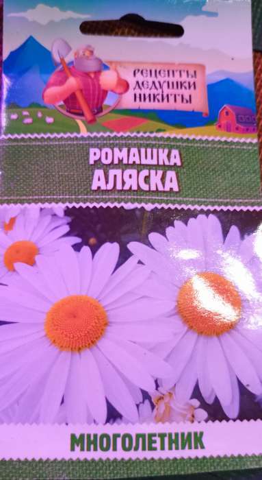 Фотография покупателя товара Семена цветов Ромашки "Аляска", 0,3 г - Фото 1