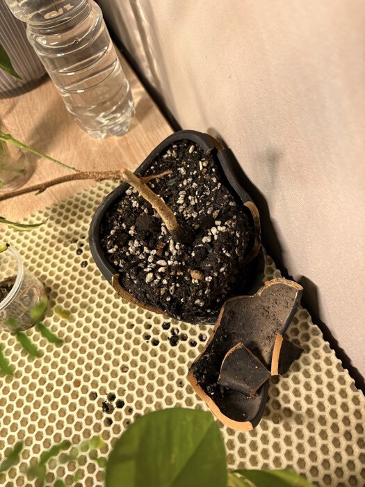 Фотография покупателя товара Горшок для для кактусов и суккулентов «Бонсай малый», 600 мл, 17×14×7 см, керамика, с поддоном, чёрный - Фото 13