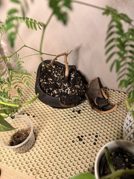 Фотография покупателя товара Горшок для для кактусов и суккулентов «Бонсай малый», 600 мл, 17×14×7 см, керамика, с поддоном, чёрный - Фото 14