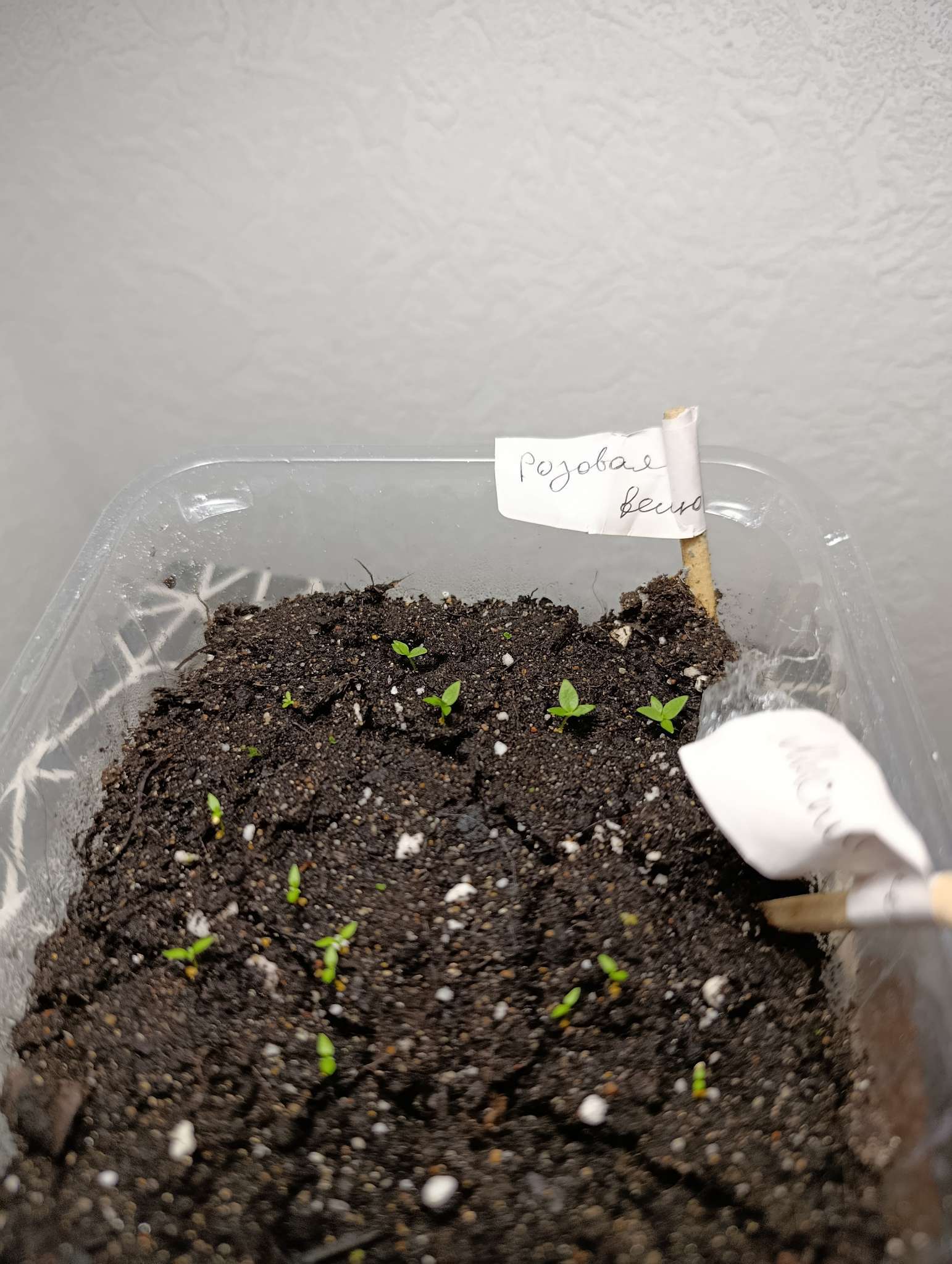 Фотография покупателя товара Семена цветов Эустома махровая "Велюр", розовая, F1, в ампуле, 0,005 г. - Фото 1