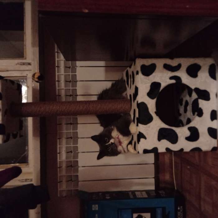Фотография покупателя товара Домик для кошек с когтеточкой "Куб", с площадкой и игрушкой, 35 х 30 х 85 см, микс цветов - Фото 3