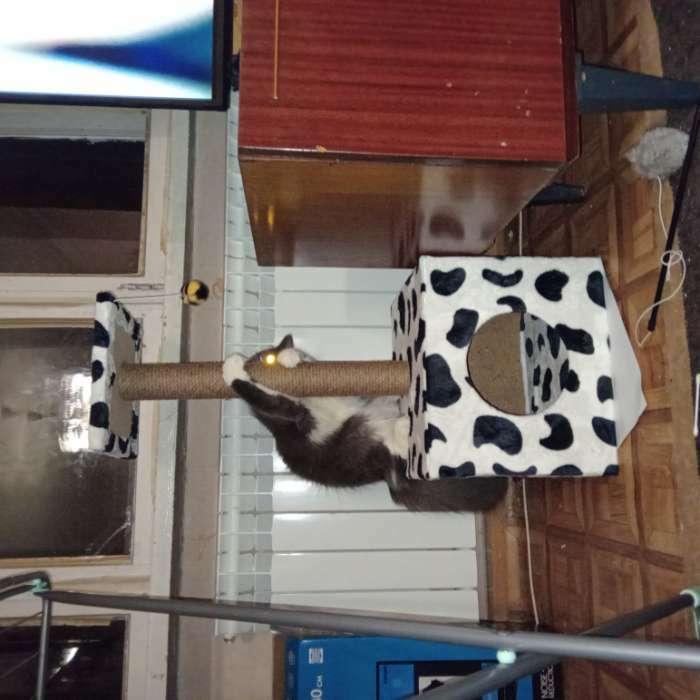 Фотография покупателя товара Домик для кошек с когтеточкой "Куб", с площадкой и игрушкой, 35 х 30 х 85 см, микс цветов - Фото 4