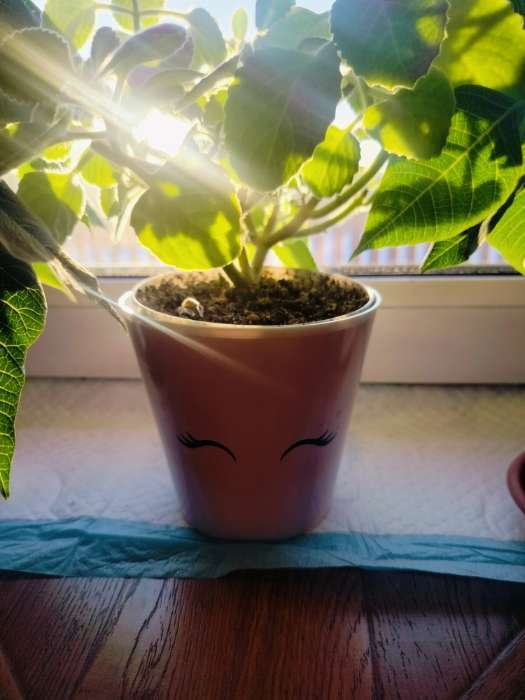 Фотография покупателя товара Набор кашпо для цветов 3 в 1 «Милые глазки», 0.8 л, 11×12 см - Фото 1