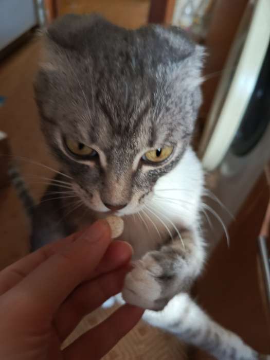 Фотография покупателя товара Лакомства «Пижон» для кошек, с биотином и таурином, 60 табл. - Фото 2