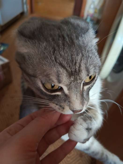 Фотография покупателя товара Лакомства «Пижон» для кошек, с биотином и таурином, 60 табл. - Фото 4