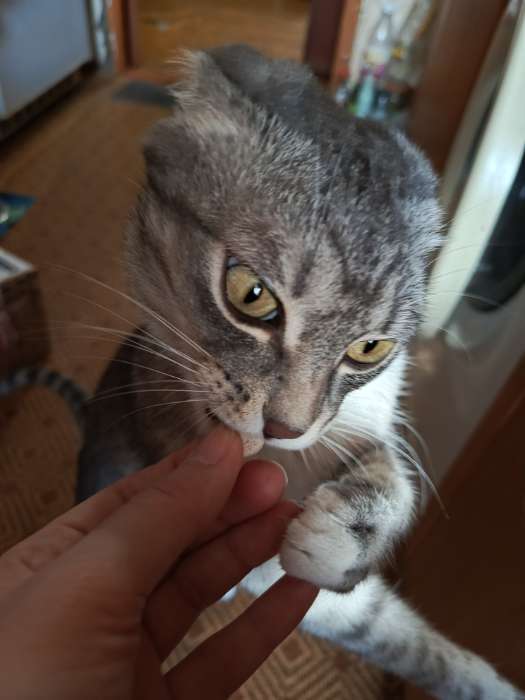 Фотография покупателя товара Лакомства «Пижон» для кошек, с биотином и таурином, 60 табл. - Фото 5