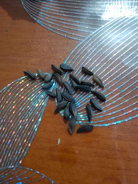 Фотография покупателя товара Семена Остеоспермум «Белый», 0.1 г, «Золотая Сотка Алтая» - Фото 1