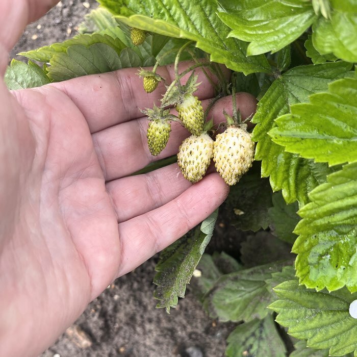 Фотография покупателя товара Семена Земляника «Холидей», ремонтантная, 0.03 г, «Аэлита» - Фото 1