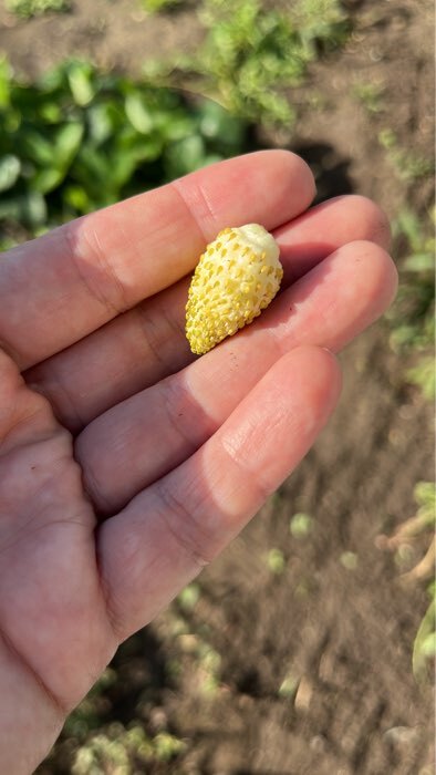 Фотография покупателя товара Семена Земляника «Холидей», ремонтантная, 0.03 г, «Аэлита» - Фото 2